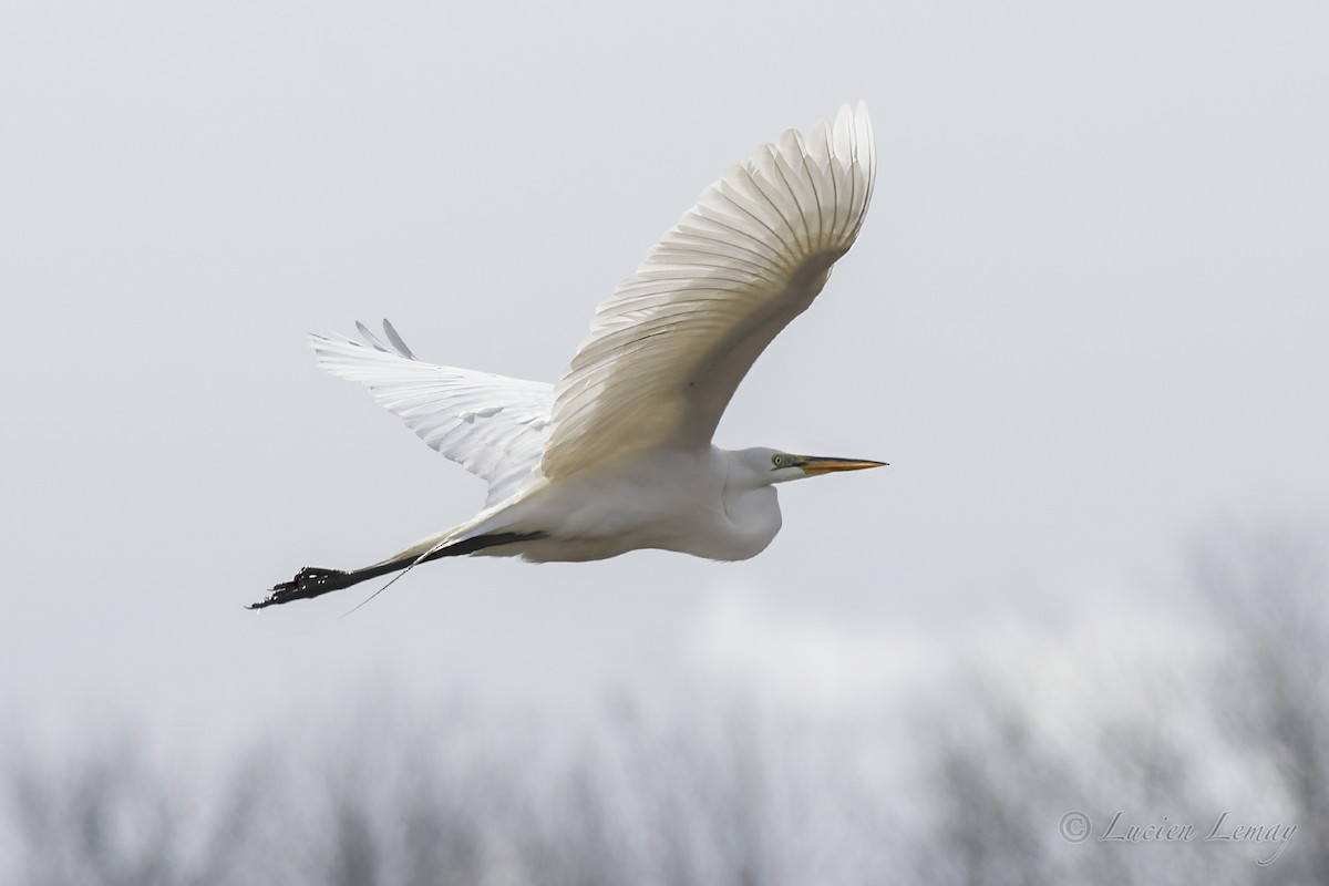 Great Egret - ML434263481