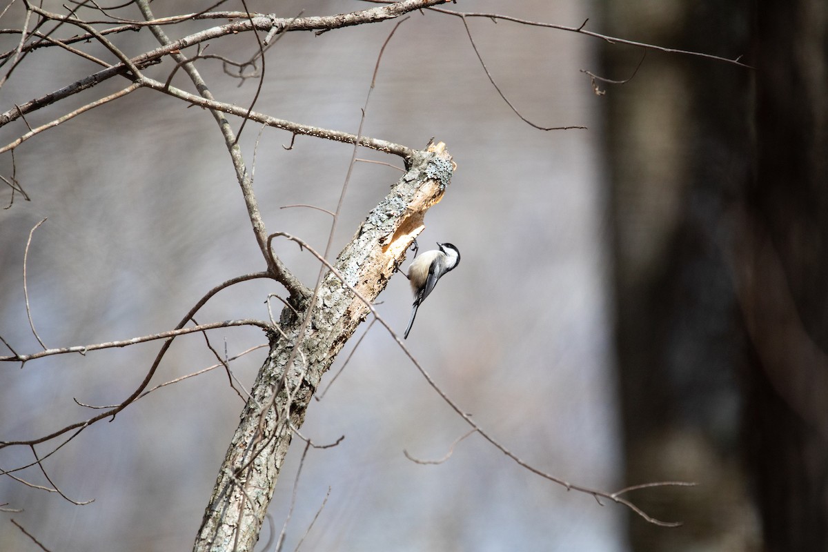 Black-capped Chickadee - ML434265111