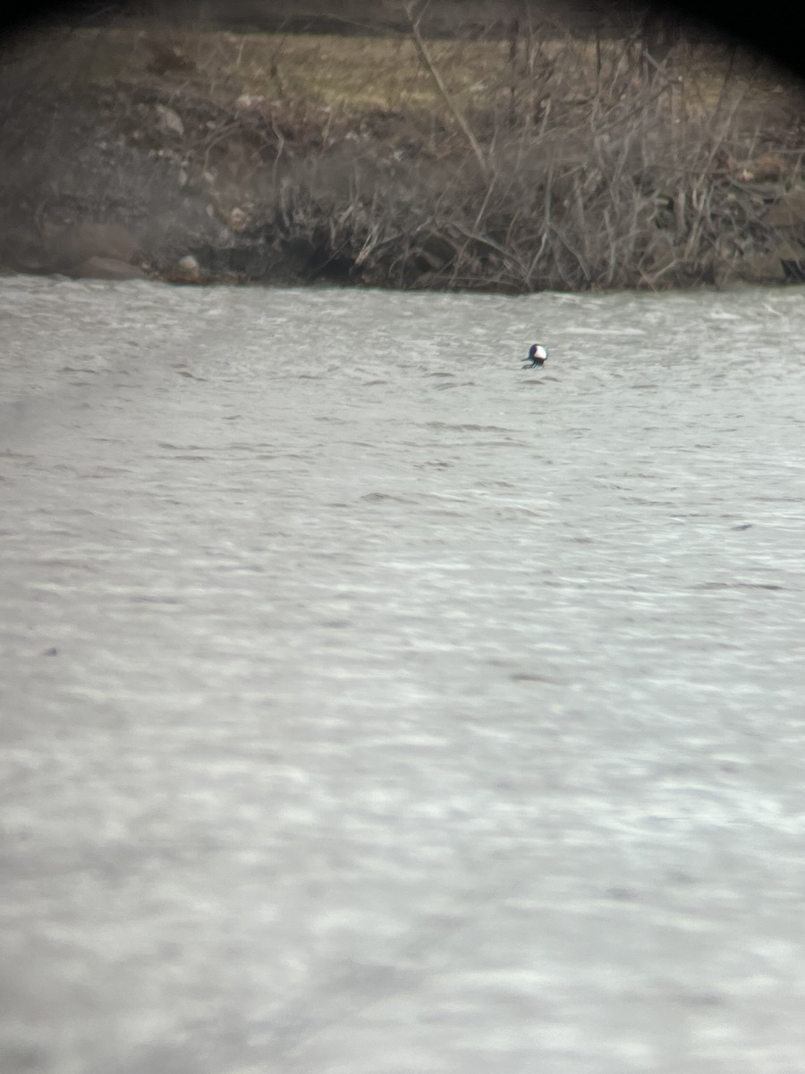 Hooded Merganser - ML434265921