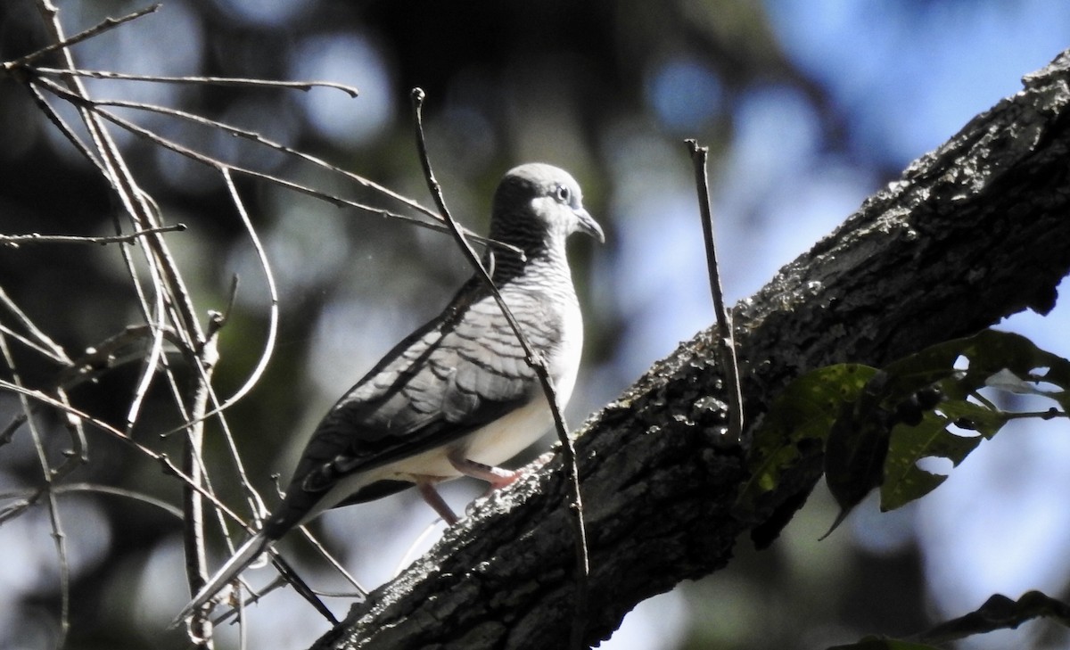 Peaceful Dove - ML434270941