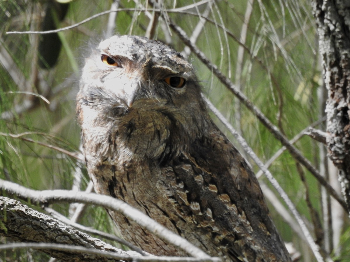 Tawny Frogmouth - ML434271041