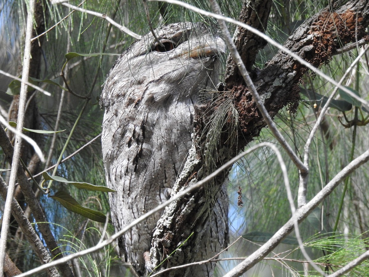 Tawny Frogmouth - ML434271051