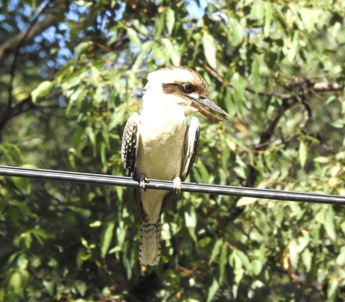 Laughing Kookaburra - ML434271151