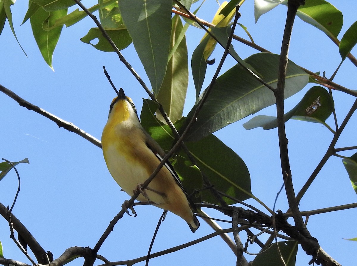 Striated Pardalote - ML434271291