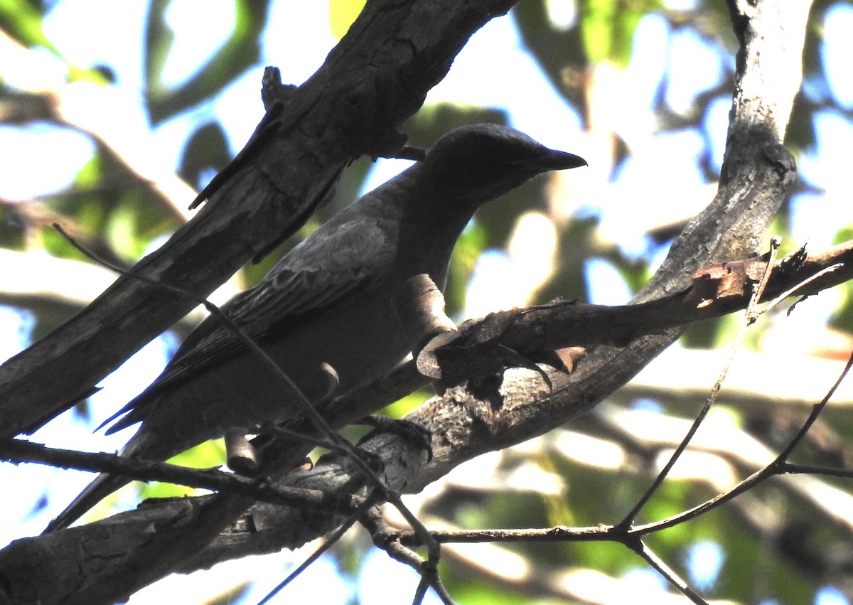 Common Cicadabird - Marion Roper