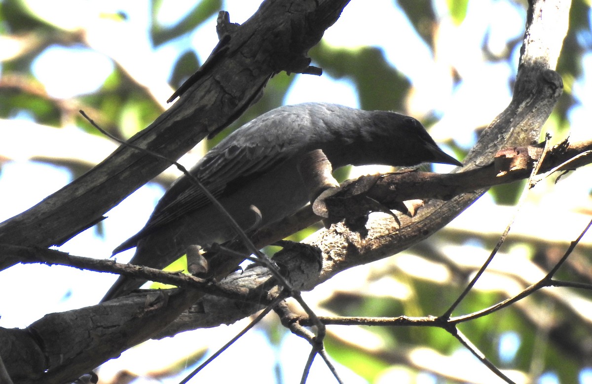 Common Cicadabird - Marion Roper