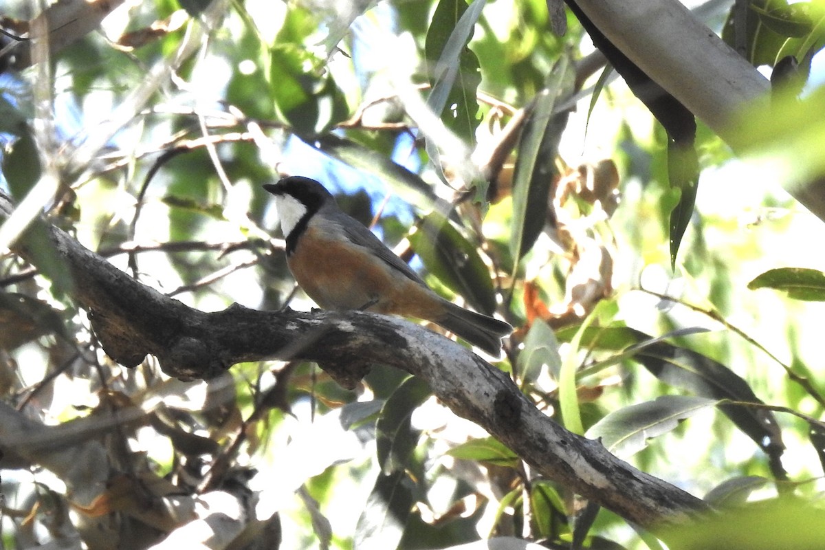 Rufous Whistler - Marion Roper