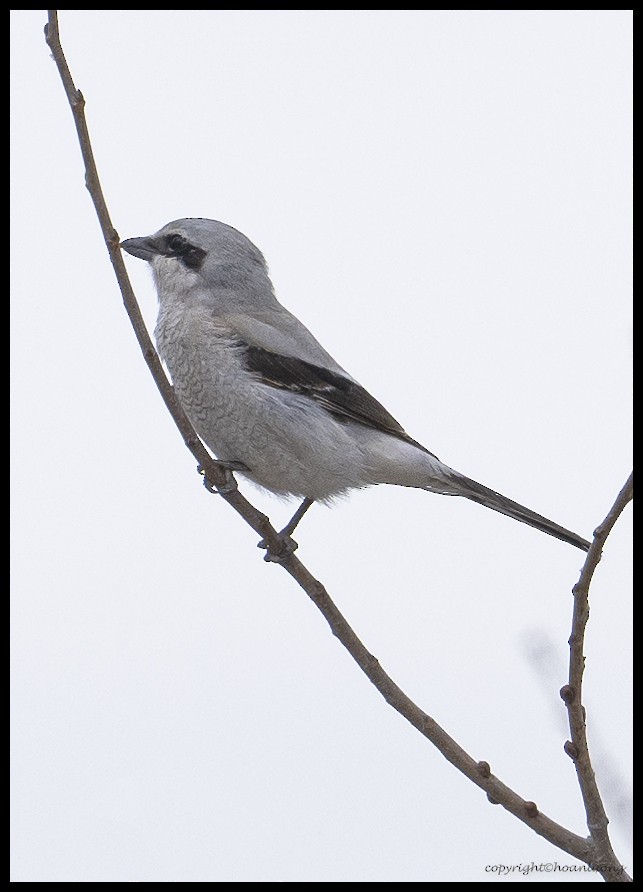 Northern Shrike - ML434271621