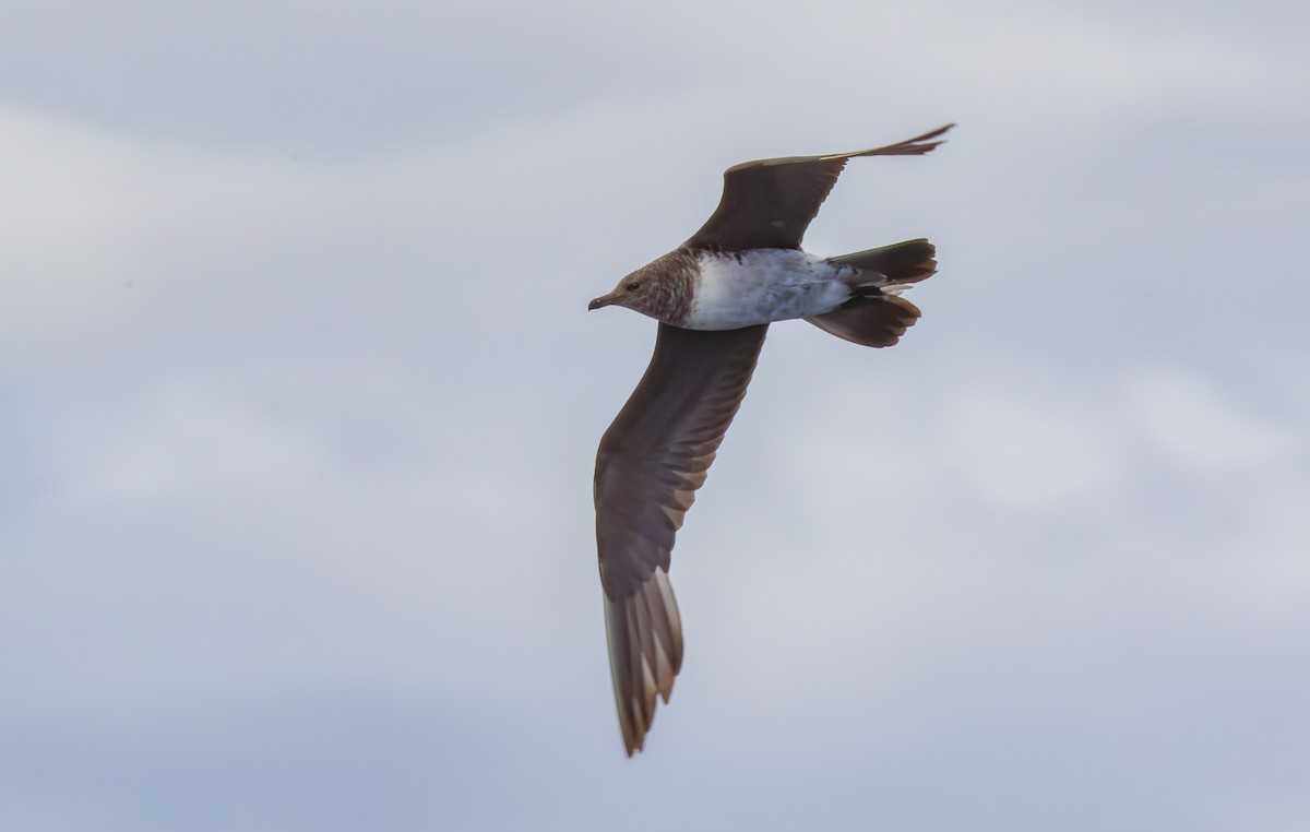 Long-tailed Jaeger - Paul Brooks