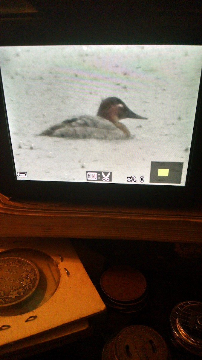 Riesentafelente - ML43427631