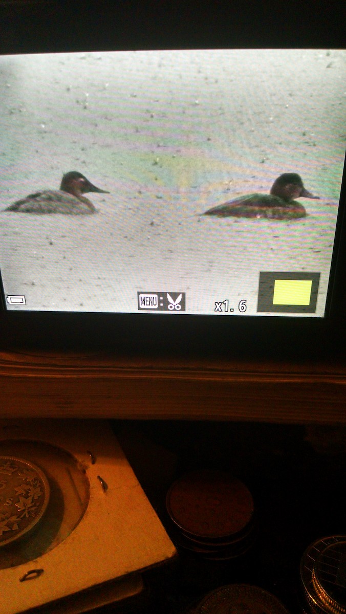 Riesentafelente - ML43427671