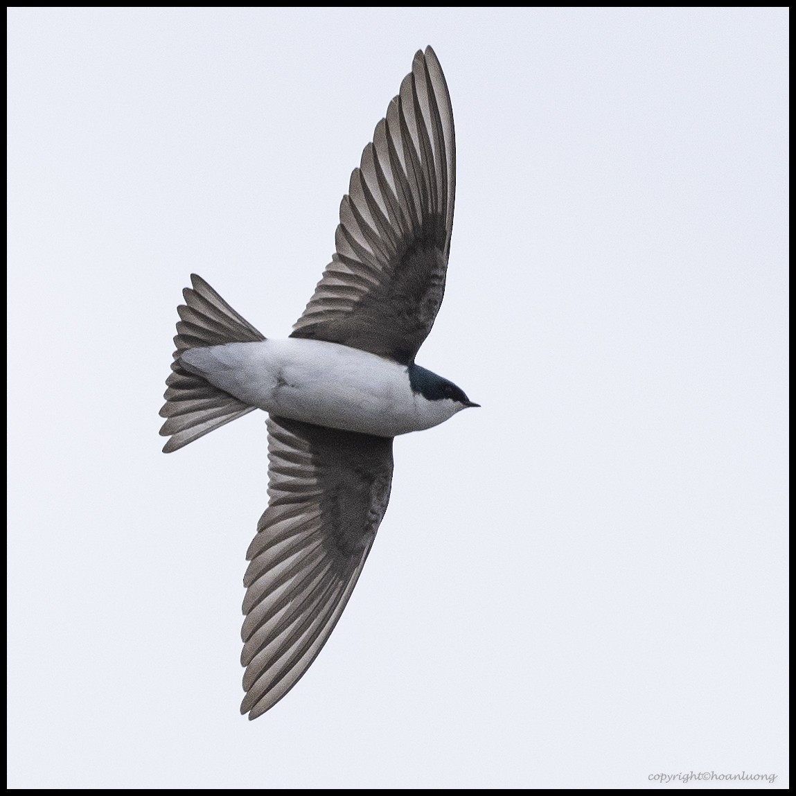 Tree Swallow - hoan luong