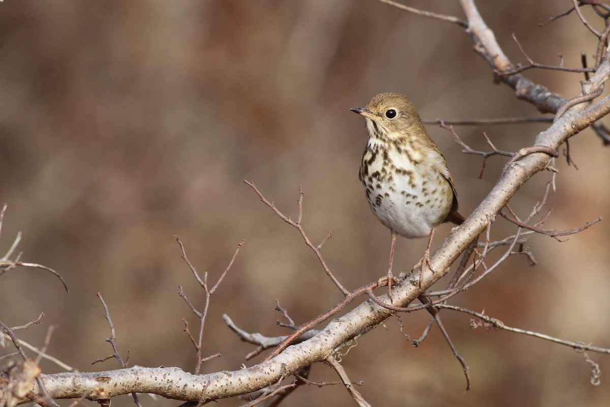 Hermit Thrush - Evan Lipton