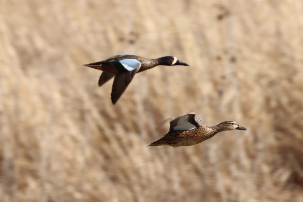 Blue-winged Teal - ML434278971