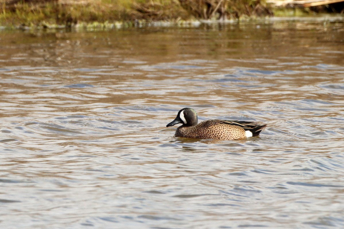 Blue-winged Teal - ML434280061