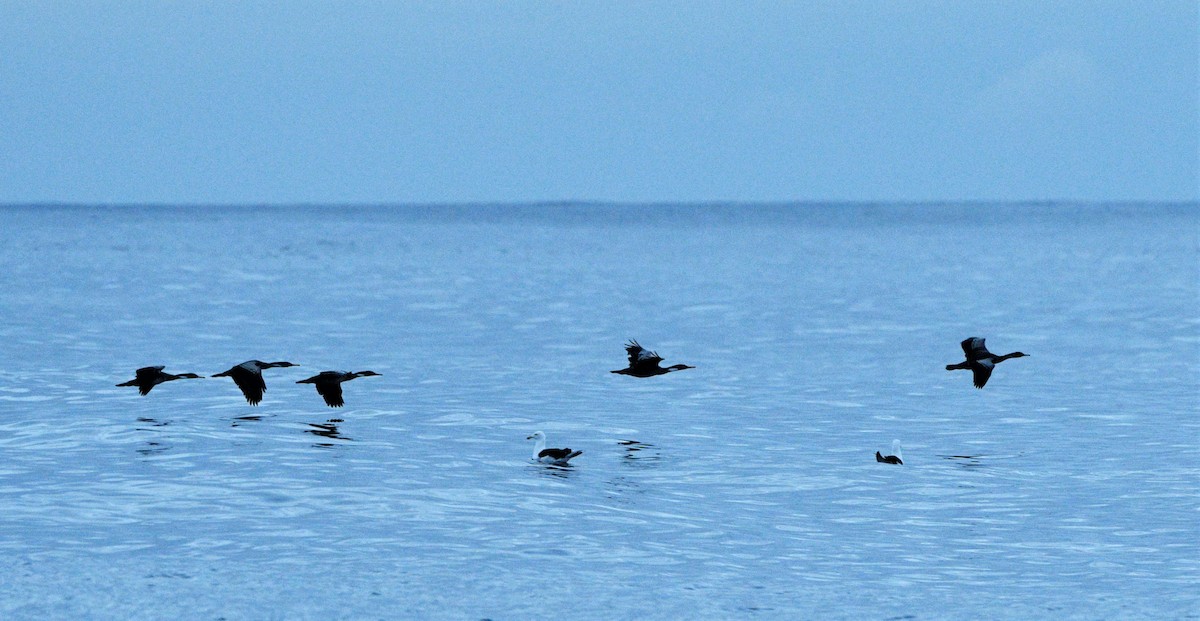 Red-legged Cormorant - ML434280911