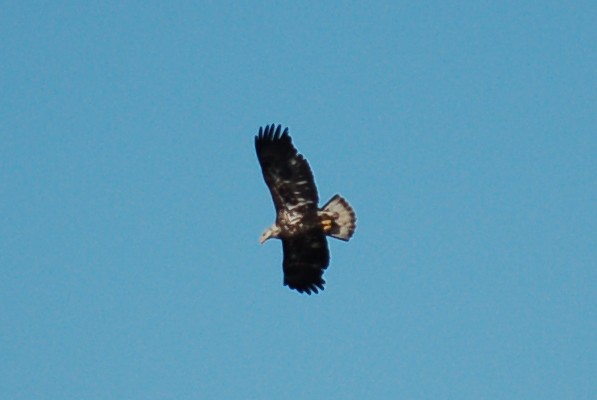 Bald Eagle - ML434282001