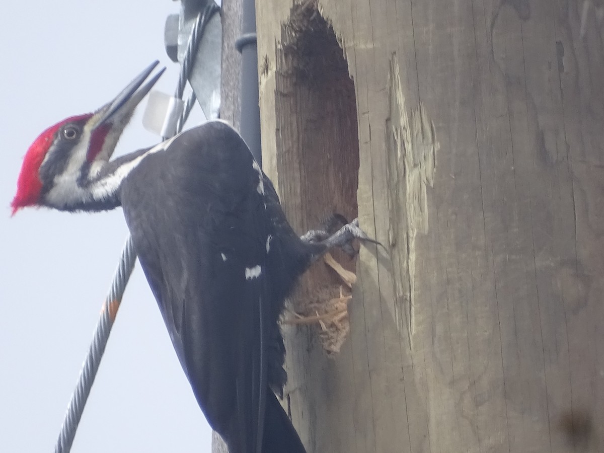 Pileated Woodpecker - ML434282851