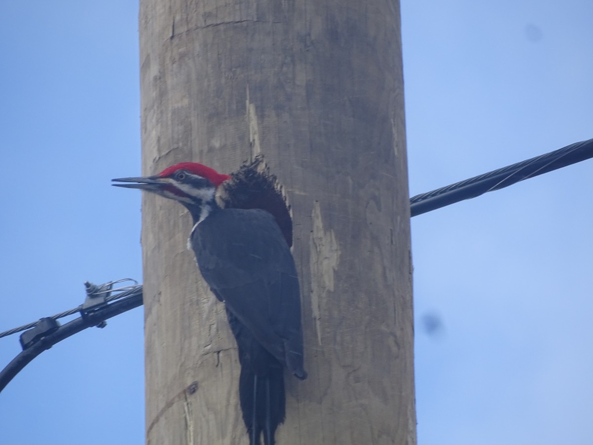 Pileated Woodpecker - ML434282961