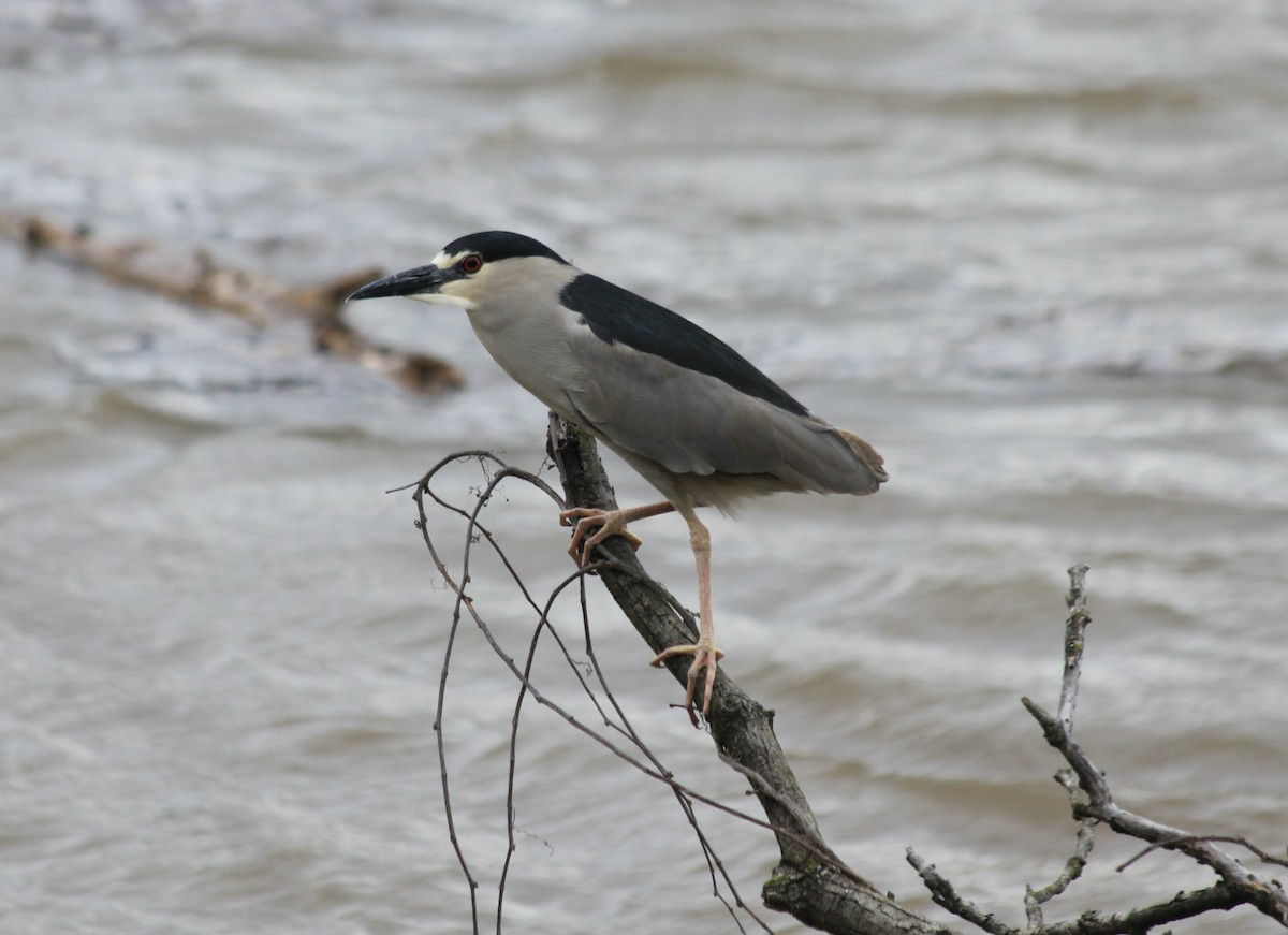 Black-crowned Night Heron - ML434284611