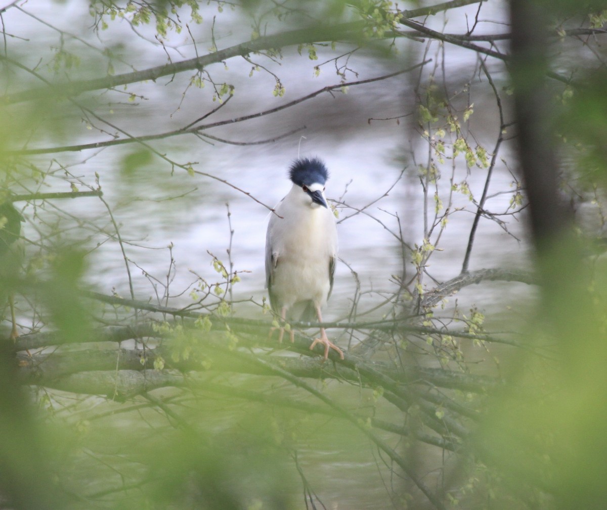 Black-crowned Night Heron - ML434284661