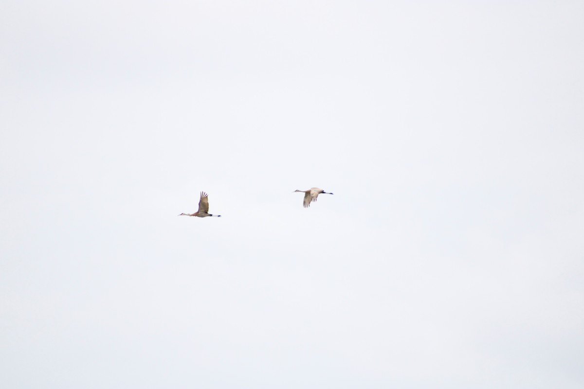 Sandhill Crane - ML434286071