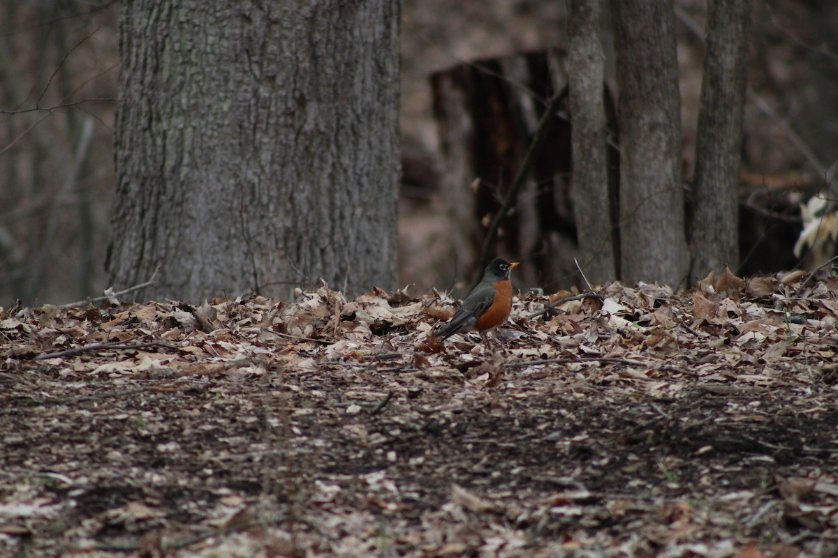 American Robin - ML434286151