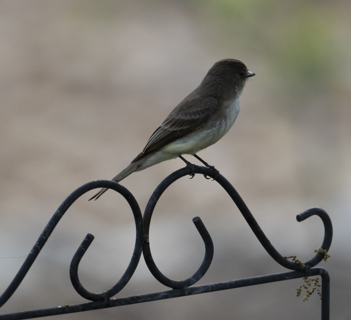 Eastern Phoebe - ML434286601