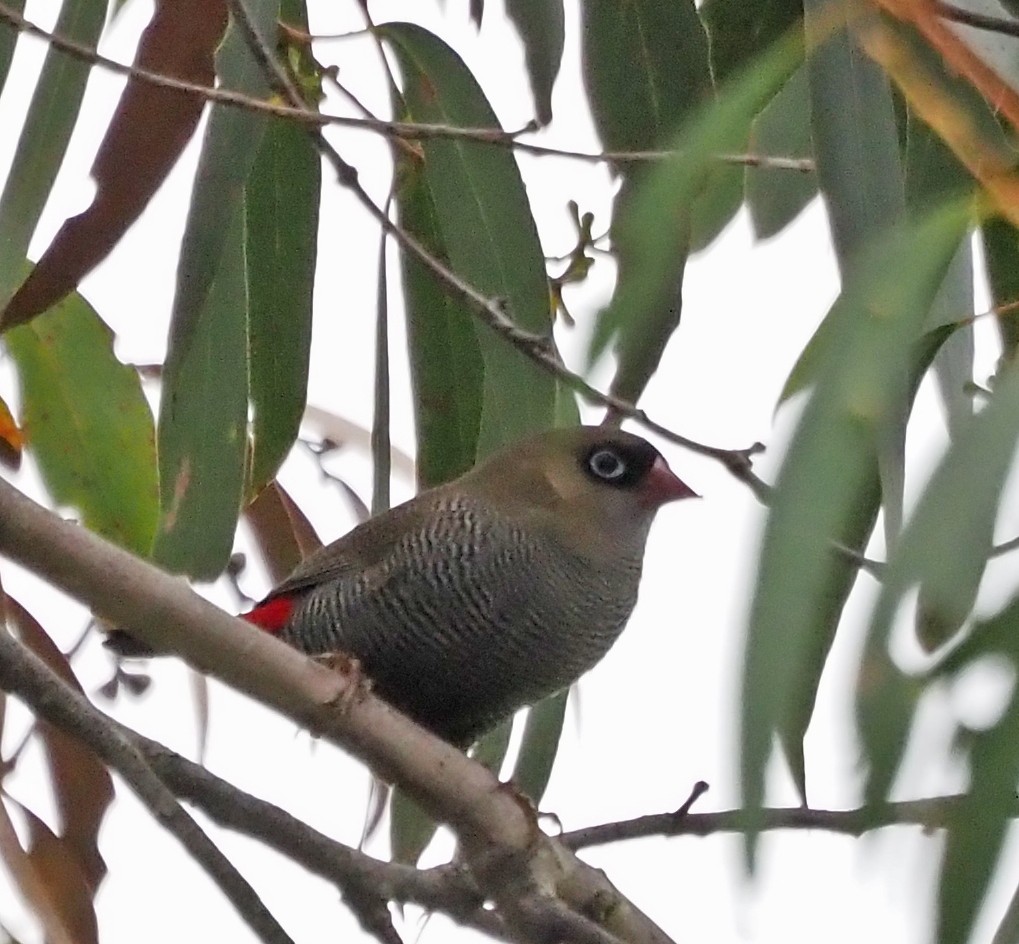 Beautiful Firetail - ML434287381