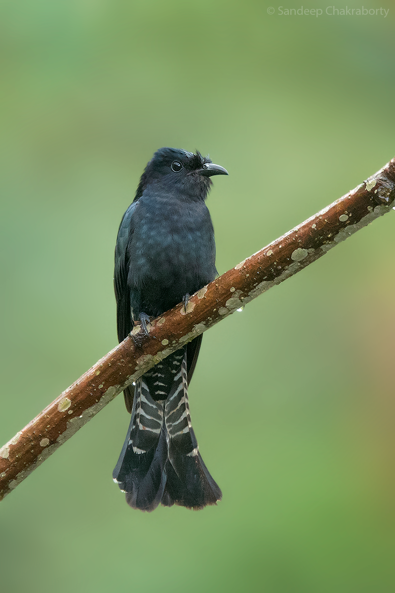 Cuclillo Drongo Colitruncado - ML434287731