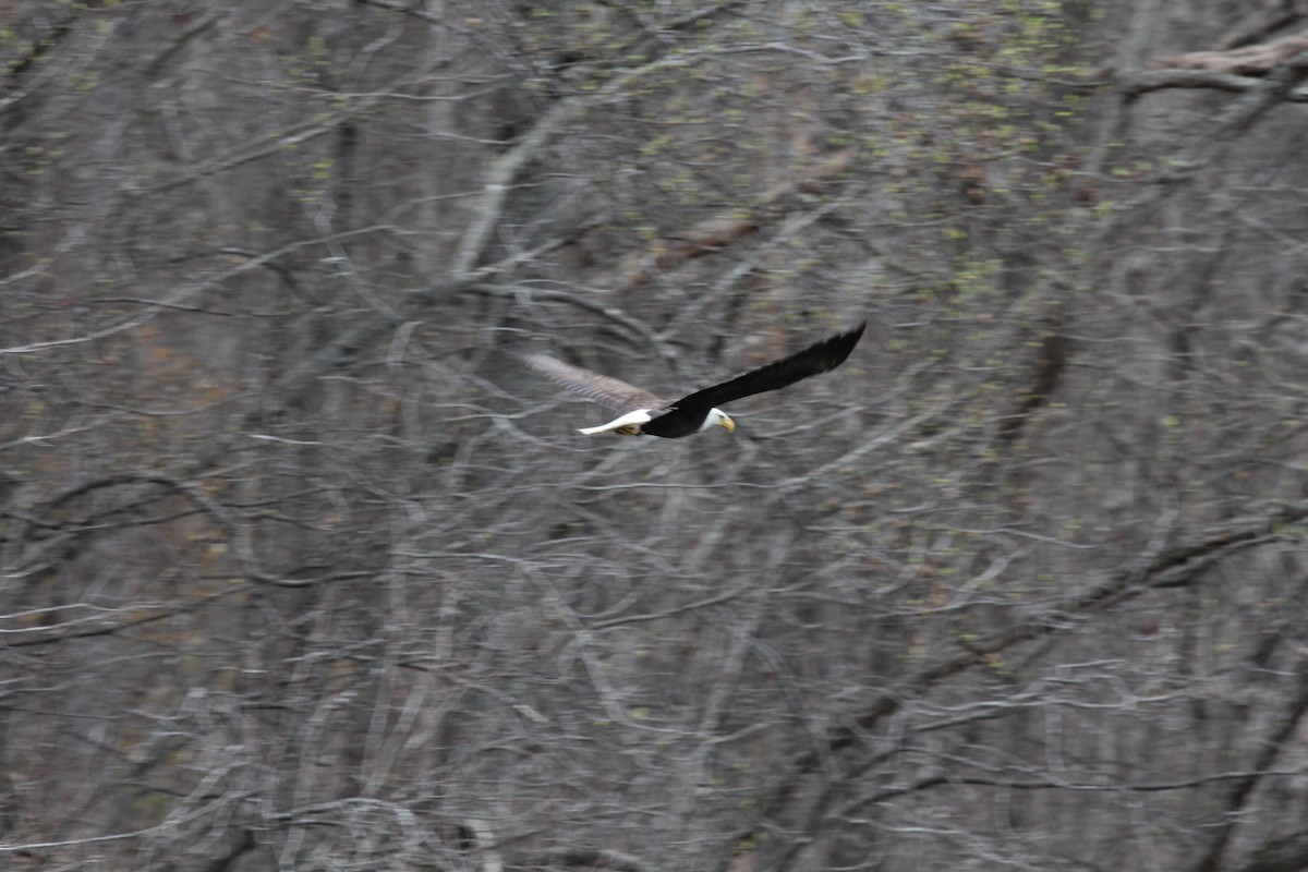 Bald Eagle - ML434288691