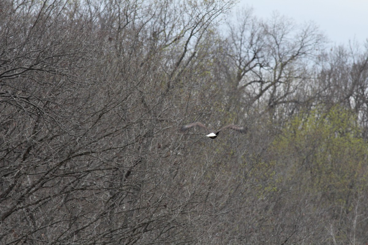 Bald Eagle - ML434288721