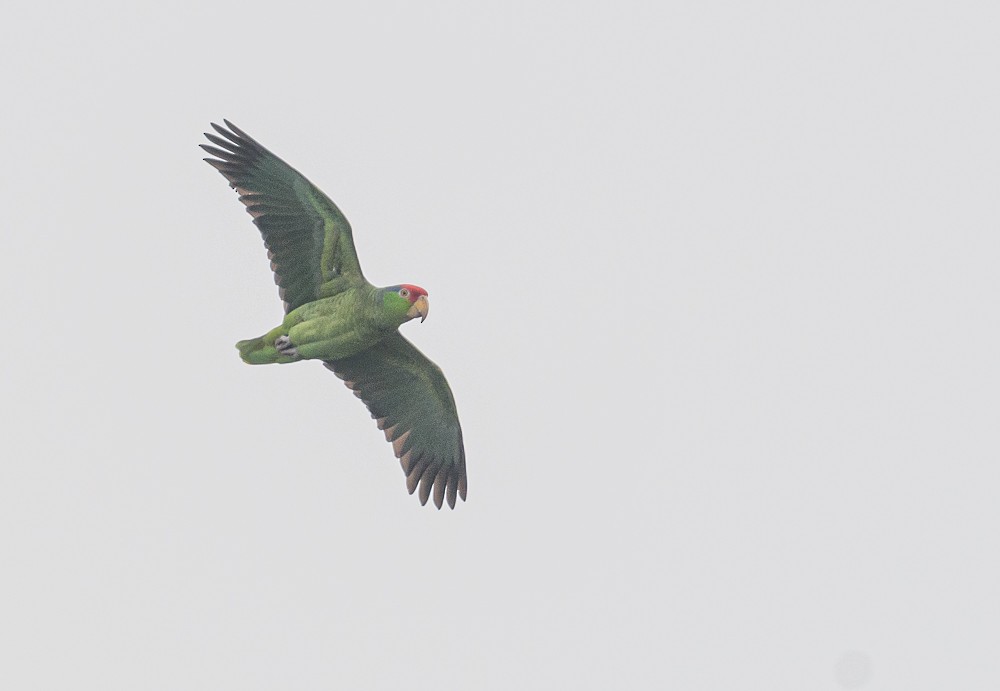 Red-crowned Parrot - ML434288871