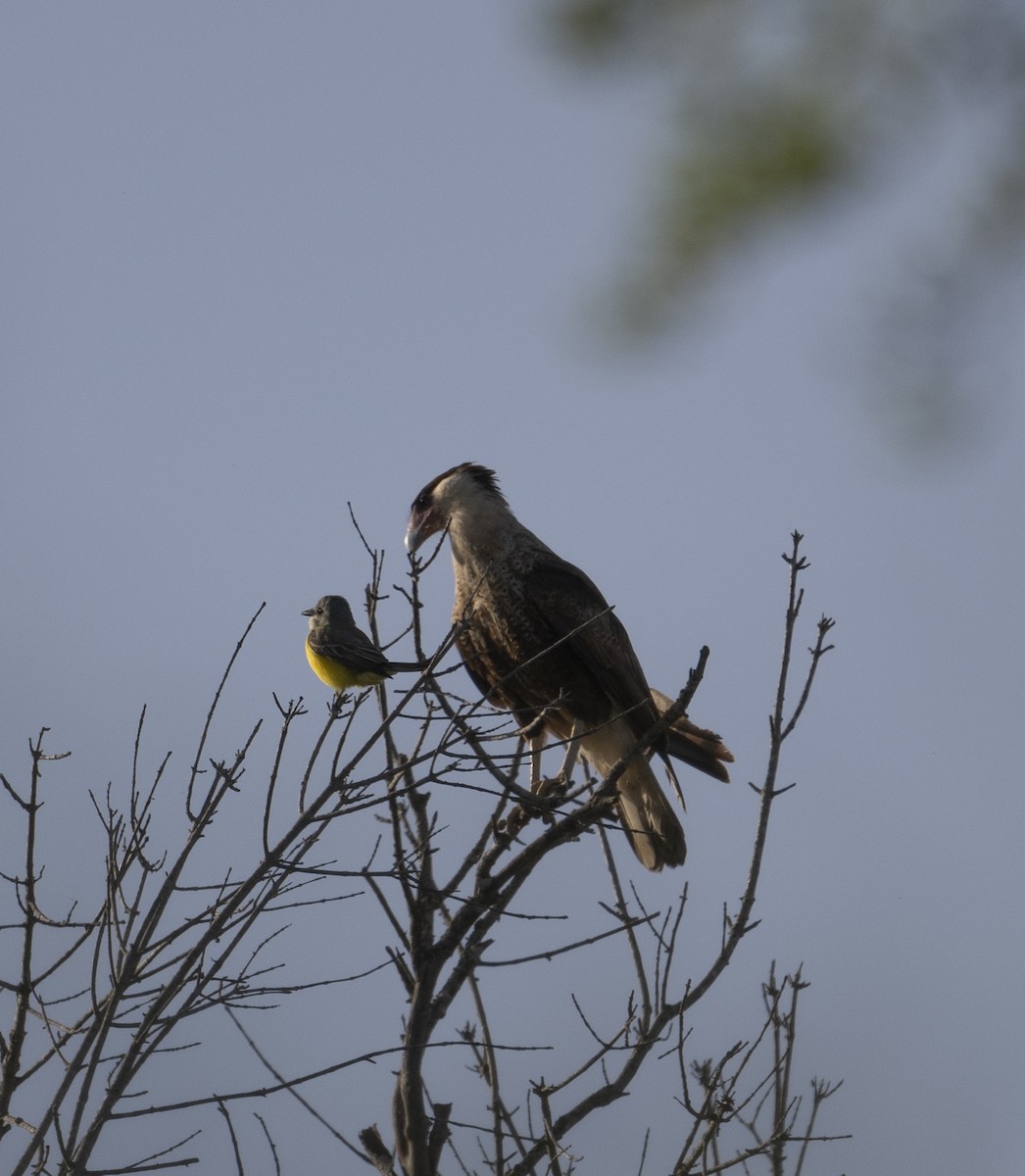 Crested Caracara - ML434289911