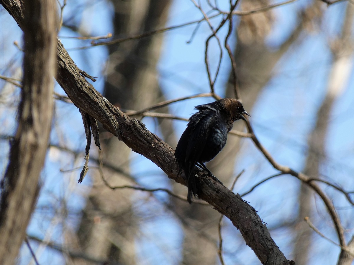 Brown-headed Cowbird - ML434290821