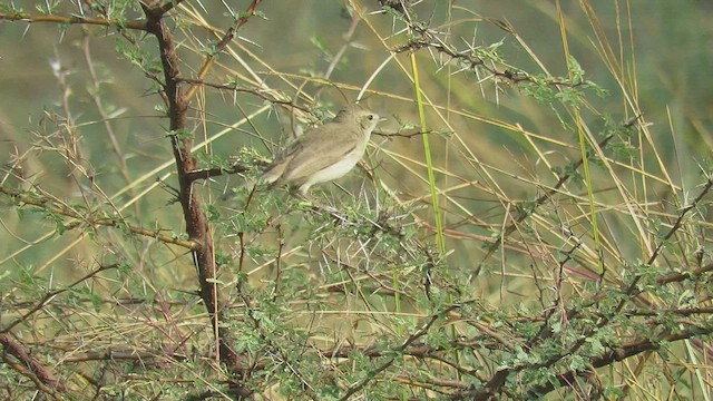 Booted Warbler - ML434291061