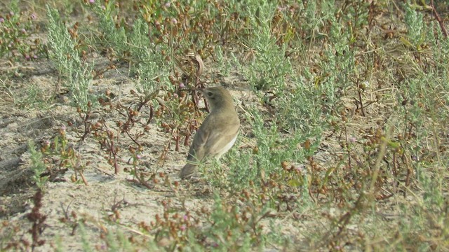 Booted Warbler - ML434291241