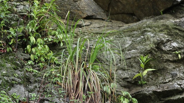 Wallcreeper - ML434291641