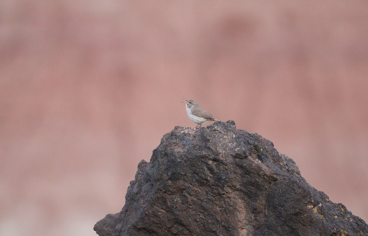 Rock Wren - ML434293361