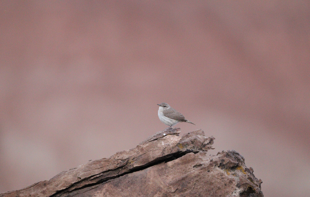 Rock Wren - ML434293411