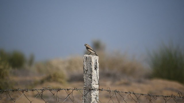 Desert Wheatear - ML434293941