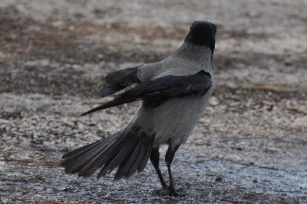 Hooded Crow - ML434294781