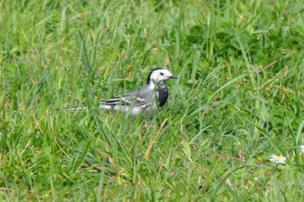 White Wagtail - ML434294831