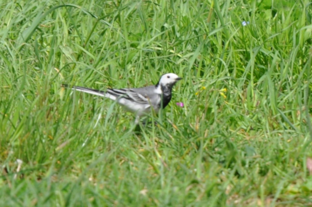 White Wagtail - ML434294841