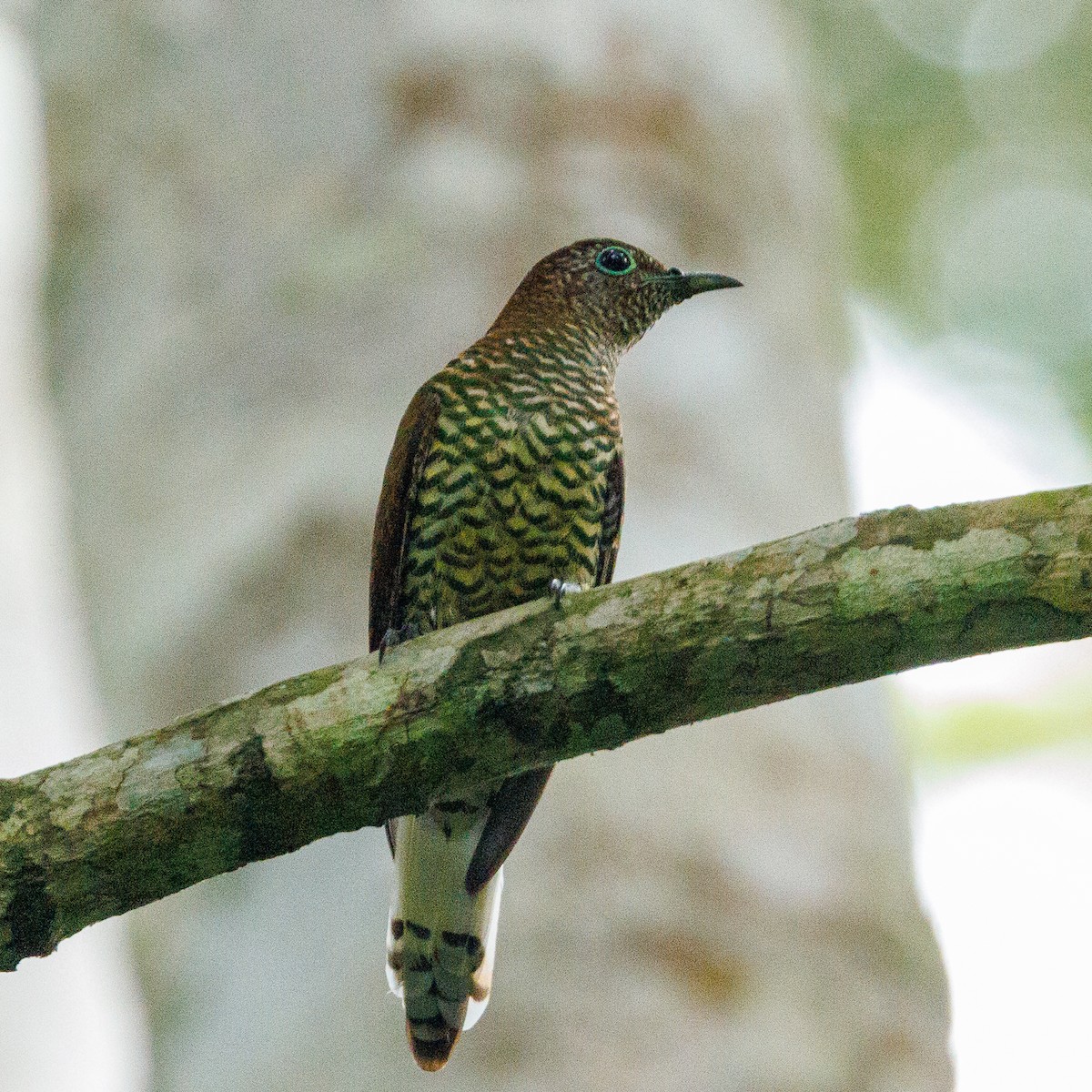 African Emerald Cuckoo - ML434295781
