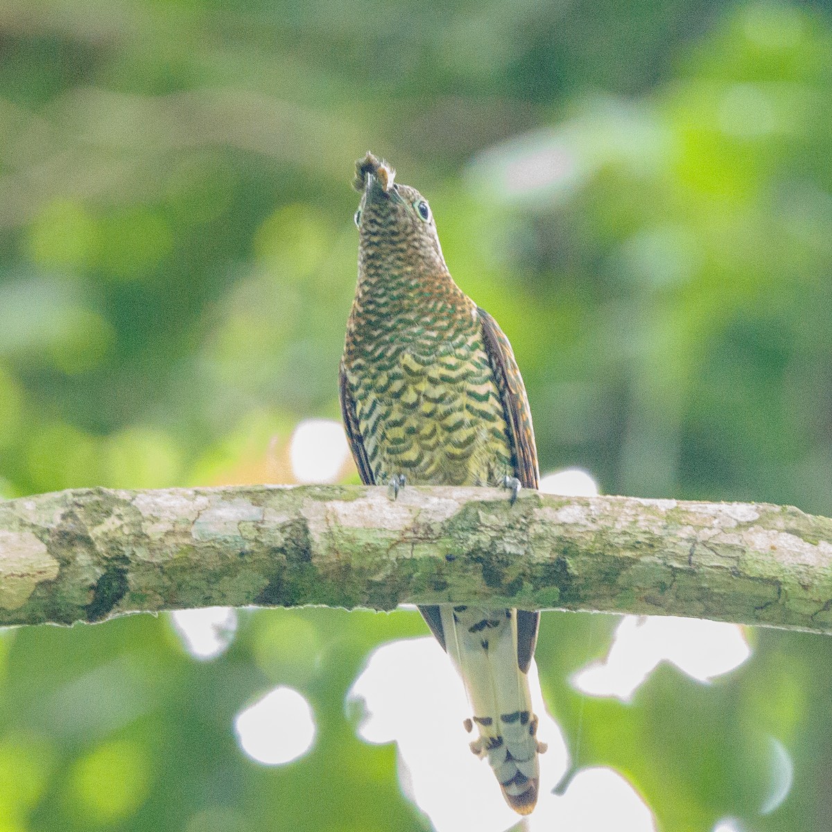 African Emerald Cuckoo - ML434295791