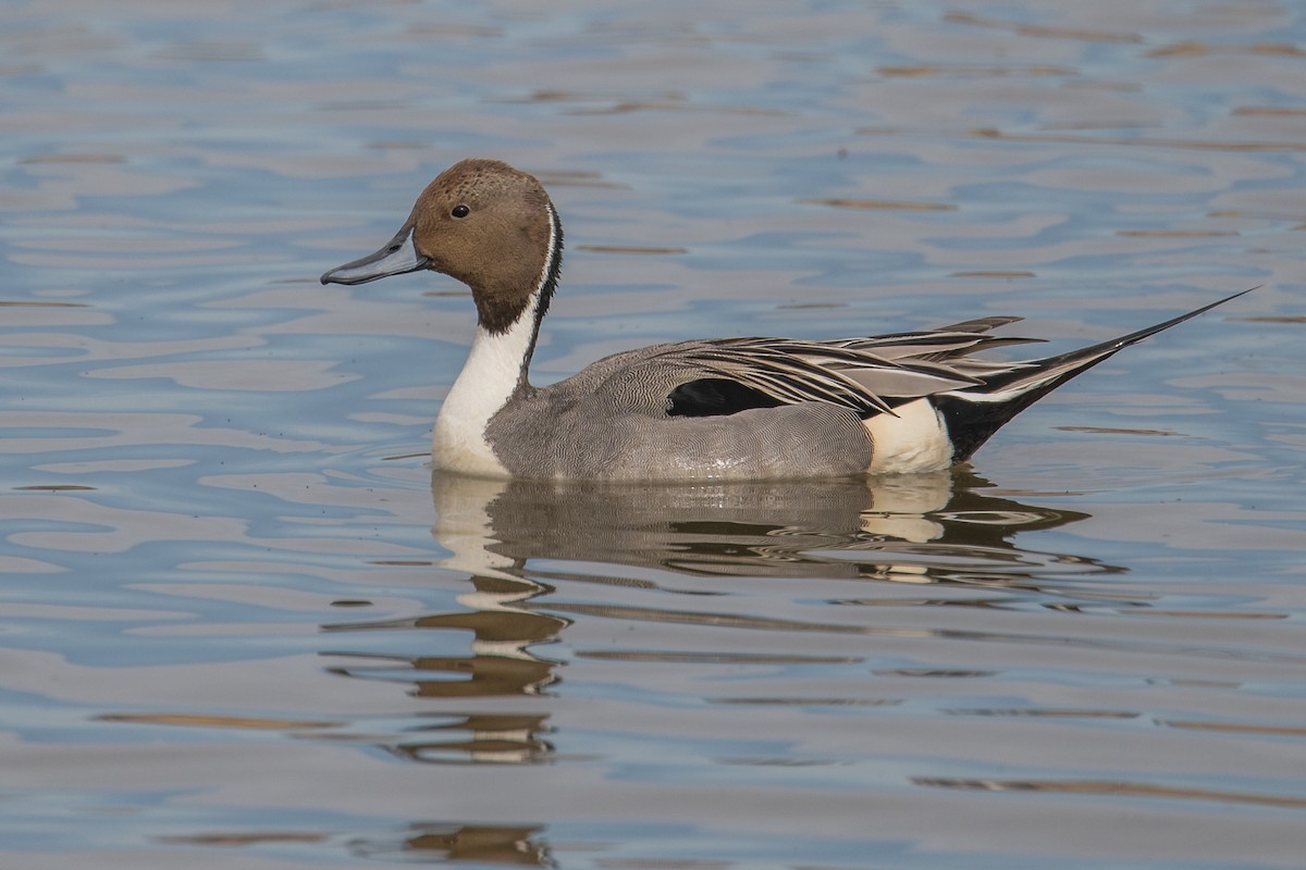 Northern Pintail - Jeff Bleam