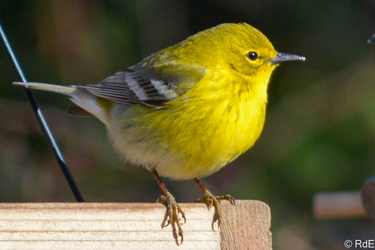 Pine Warbler - ML434296441