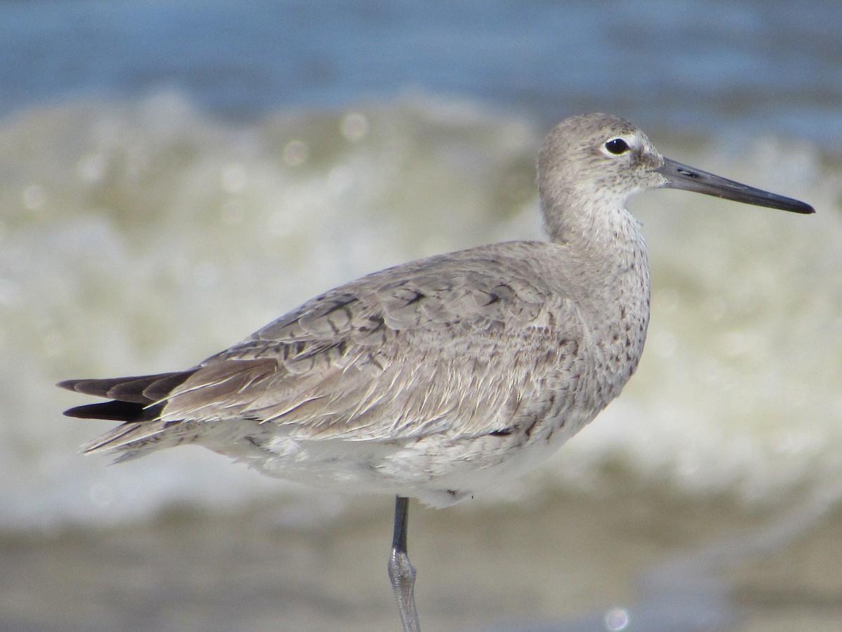 Willet - Sally Bergquist