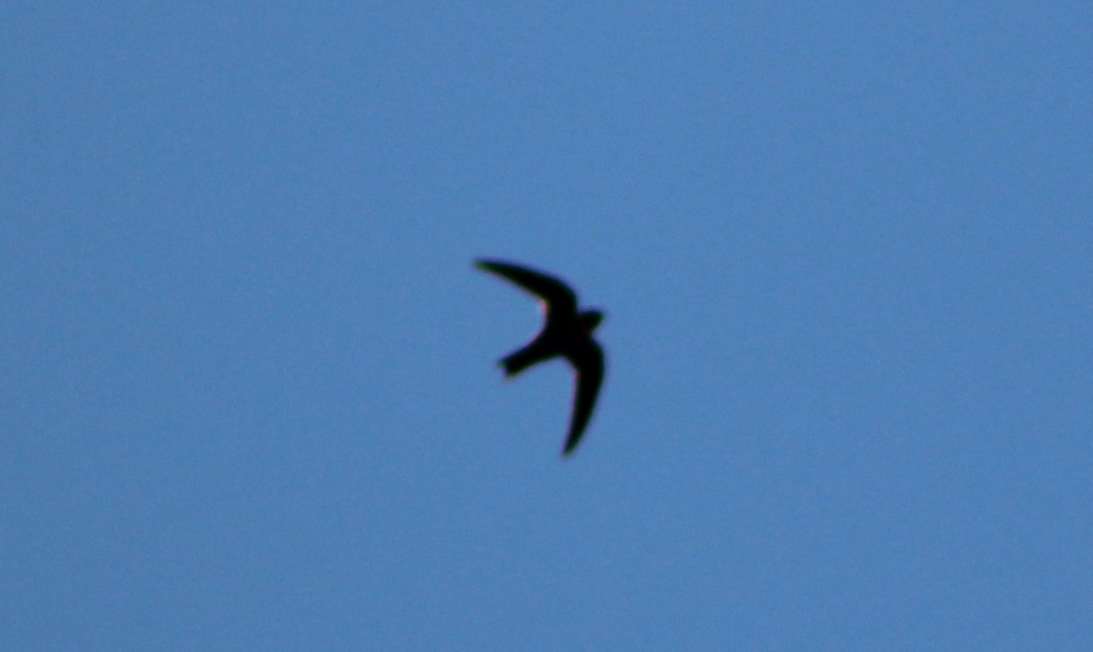 White-collared Swift - ML434297321